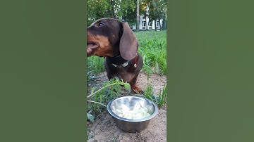 ASMR The dog is eating an apple and cabbage 🥬🍏