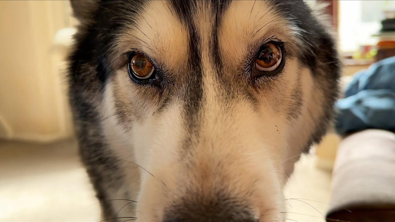 My Husky Does This To Me EVERY Time I'm On The Floor! - YouTube