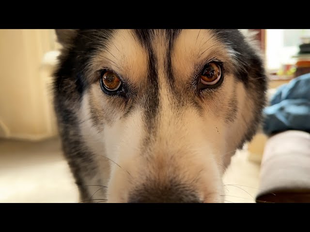 My Husky Does This To Me EVERY Time I'm On The Floor! - YouTube
