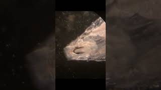 Fruit fly larva! Wowie! #science #microscope #insects  #fruitfly Music: Pancakes Musician:Jeff Kaale