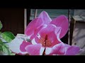 絆~きずな~ 島津悦子