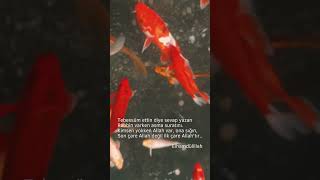 Allahu Âlim 🤲 Resimi