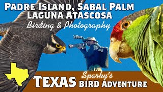 Birding Texas Part 3 Laguna Atascosa, Padre Island, Sabal Palm Bird Photography