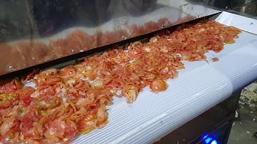 Tomato Slices Dehydration - Drying, Part-1 by by Mahatma Brijmohan Technicals, India