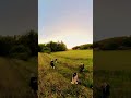 Verano cerca de Gotemburgo. He usado para este clip la Insta380 one x2 #suecia #insta360onex2