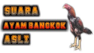 Melihat Peternakan Ayam Bangkok Klasik Milik Ryan Jawara Farm dan Review Langsung Koleksi Ayam nya. 