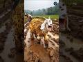 Baby Goat Covered In Honey Comb Like Huge Bees Rescued By Farmers Humanity Goat Animals Shorts 