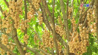 Trip to the hick of Cần Thơ during fruit season | Cần Thơ News