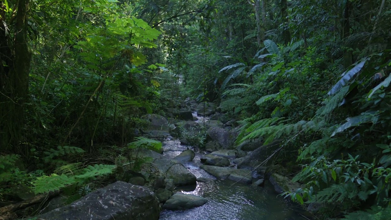 Ruta del Río en el Bosque Nacional El Yunque, Puerto Rico YouTube