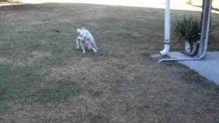 2 Adoptable Jack Russell Terrier Males Rex & Matty