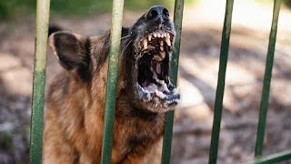 GERMAN SHEPHERD BARKING - GERMAN SHEPHERD HOWLING AND BARKING COMPILATION 2016