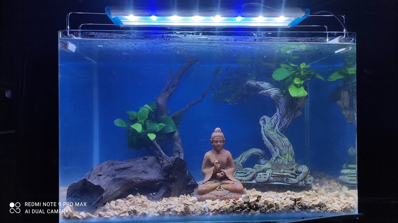 How do you set up Anubias in a fish tank? Anubias plant on driftwood