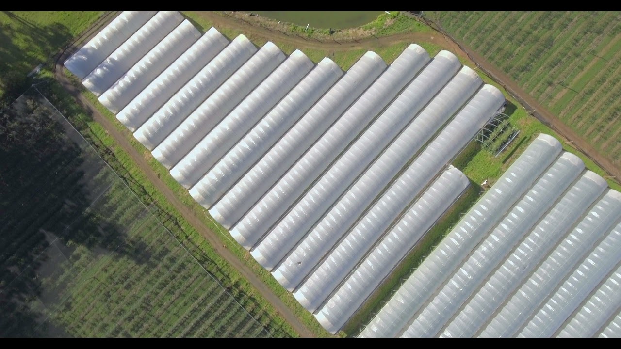 "The Big Berry" Yarra Valley Lifestyle and Business with Guaranteed YouTube