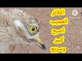 طائر الحباري يتغدى على الاحجار الكريمة  جميل وعجيب وسريع ولديه قدرة هائلة في التخفي وسط             سمعها