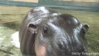 Baby Hippo Monifa takes her first swim