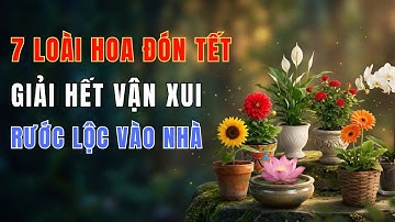 7 Cây Hoa Cuối Năm Giải Vận Xui, Chiêu Tài Lộc Vào Nhà – Ai Cũng Nên Biết!