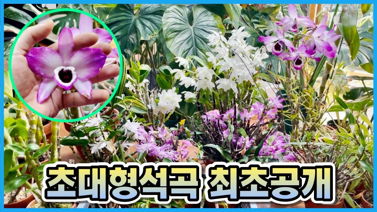 Все, что вам нужно знать о выращивании Dendrobium japonica! Весенний уход, пересадка, выращивание...
