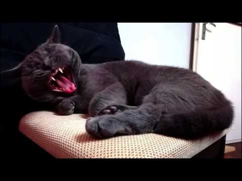 our-cat-thorin-#3---british-shorthair---second-birthday