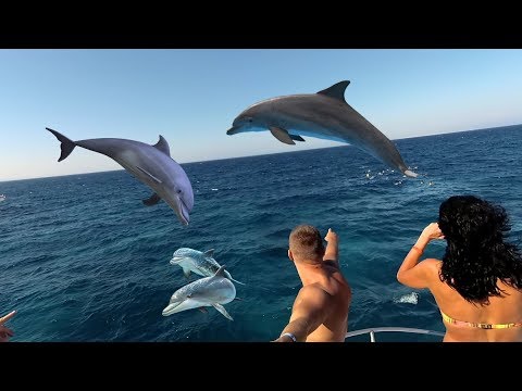 Видео: Плавание с дельфинами в Красном море на море в Египте