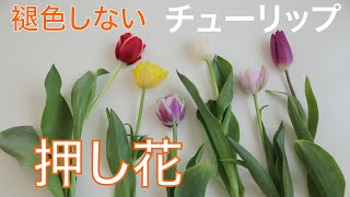 【チューリップ 押し花の作り方】元業者が教えるプレスと花組み・着色＆保存方法