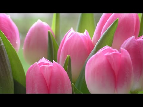 С 8 МАРТА 🌺 Самое Красивое Поздравление Открытка 🌺 С Женским Днем