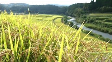 القارئ هشام الهراز في تلاوة عطرة لسورة النمل كاملة  🌿🧡.
