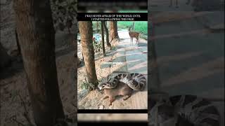 Snake vs Rabbit #unseenanimals #snake #rabbit #forest #wildlife #predator