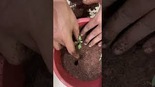 Planting My Homegrown Tomato Saplings into a Bigger Pot | Terrace Garden Tomato Growing #tomato