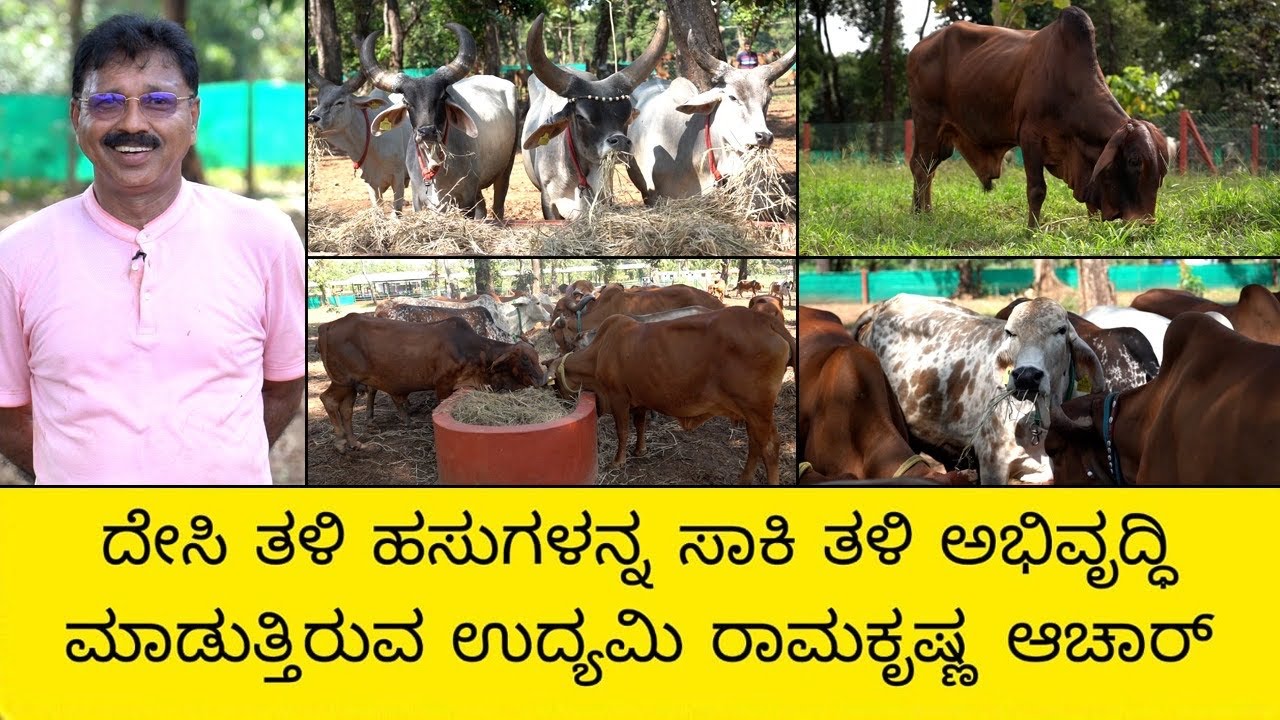 ದೇಸಿ ತಳಿ ಹಸುಗಳನ್ನ ಸಾಕಿ ತಳಿ ಅಭಿವೃದ್ಧಿ ಮಾಡುತ್ತಿರುವ ಉದ್ಯಮಿ ರಾಮಕೃಷ್ಣ ಆಚಾರ್..