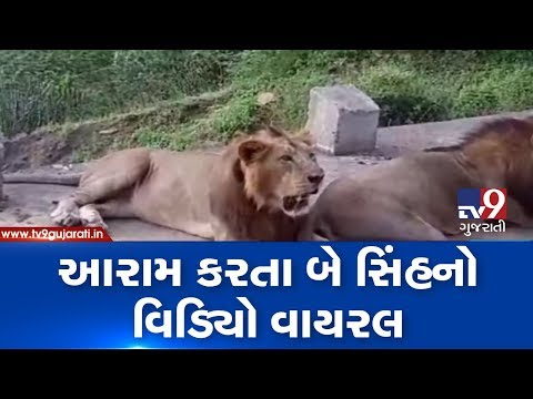 Lions seen resting near Hasnapur dam in Junagadh, video goes viral| TV9GujaratiNews
