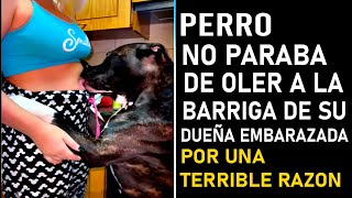 Perro No paraba de oler la barriga de su dueña embarazada después descubren la horrible razón