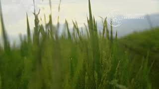 Miniatura del video "Ave Maria_Comunidad del Emmanuel"