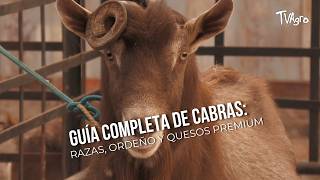 Complete guide to goats: Breeds, milking and premium cheeses - TvAgro by Juan Gonzalo Angel