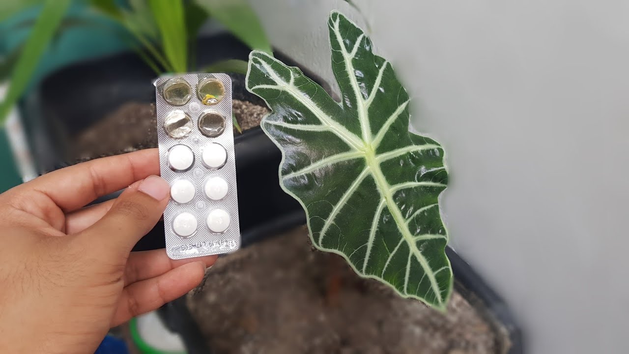 Coloquei dipirona em comprimido na minha planta!!! YouTube Coloquei dipirona em comprimido na minha planta!!! YouTube
