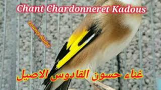 غناء حسون القادوس النسخة الاولى مسجل :  Chant Chardonneret Kadous Enregistrer