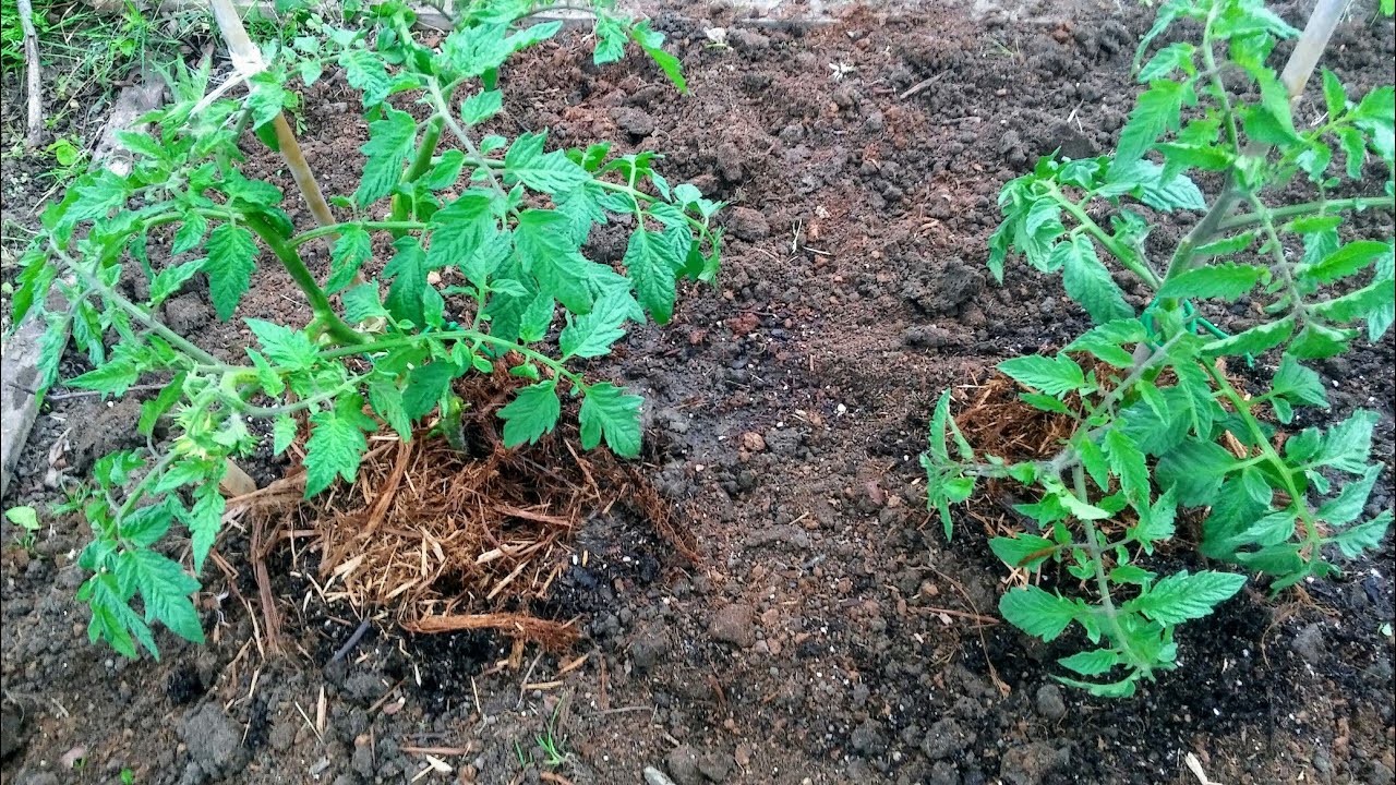 Planting Tomatoes!! YouTube