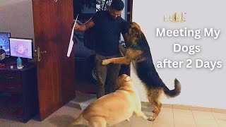 Meeting My Dogs After 2 Days