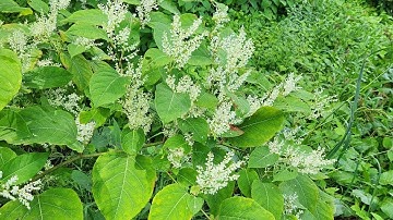 Conservation experts sound the alarm on invasive species in Mid-Michigan