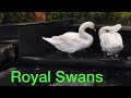 Royal swans  elvis  priscilla  emabassy suites las vegas  4k  applaud events