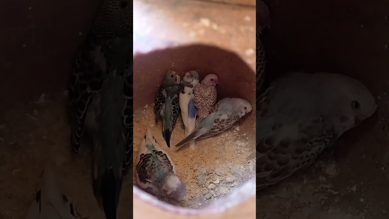 My birds Aviary is live!