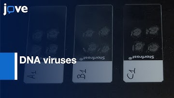 In Situ Hybridization and Immunostaining to study DNA viruses | Protocol Preview