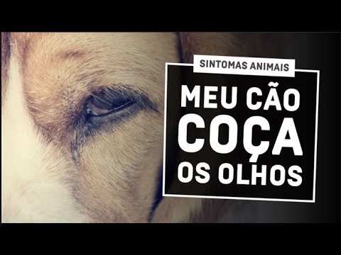 Vídeo: Alergias A Olhos De Cachorro