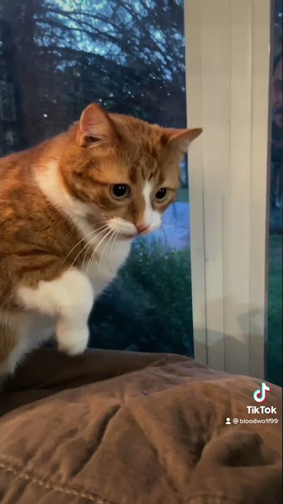 Stroking Comb Makes Cat Gag || ViralHog