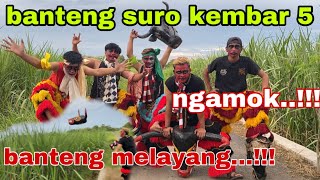 banteng suro kembar 5 banteng melayang-arekbodoyo