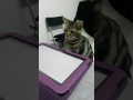 Gato jugador intrigado con juego de tablet