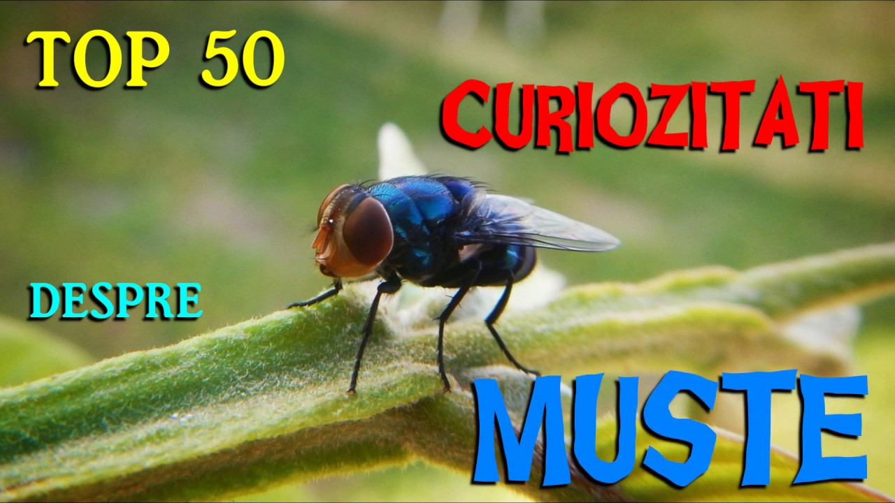 TOP 50 CURIOZITATI DESPRE MUSTE