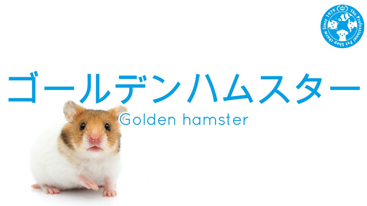 チャーム ゴールデンハムスター Golden Hamster キンクマハムスターcharm動画 Youtube