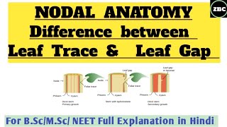 NODAL ANATOMY | LEAF TRACE & LEAF GAP | Difference between Leaf Trace & Leaf Gap | B.Sc, M.Sc |