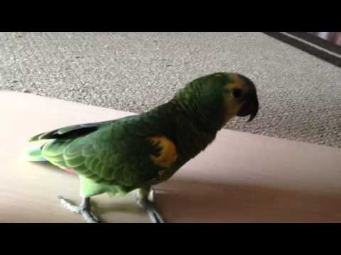 My bird won't fly - YouTube