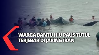Warga Bantu Hiu Paus Terjebak di Jaring Nelayan